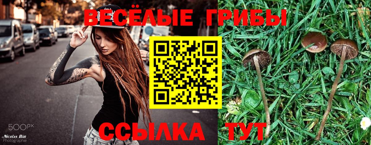 Псилоцибиновые грибы Psilocybe Прохладный